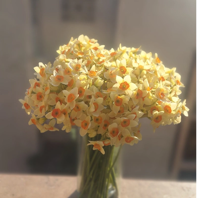 دسته 12 تایی گل نرگس (فروش ویژه)