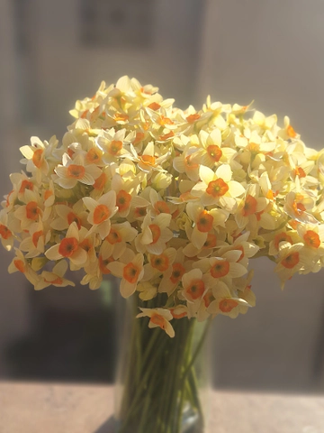 دسته 12 تایی گل نرگس (فروش ویژه)